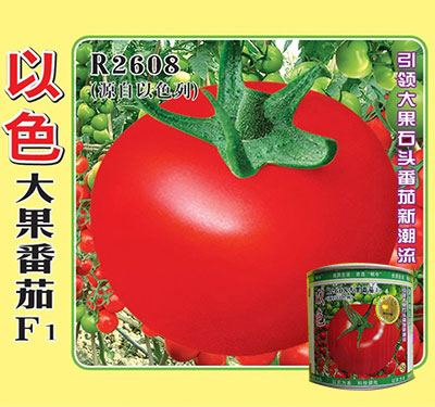 以色R2608大果番茄（罐装）