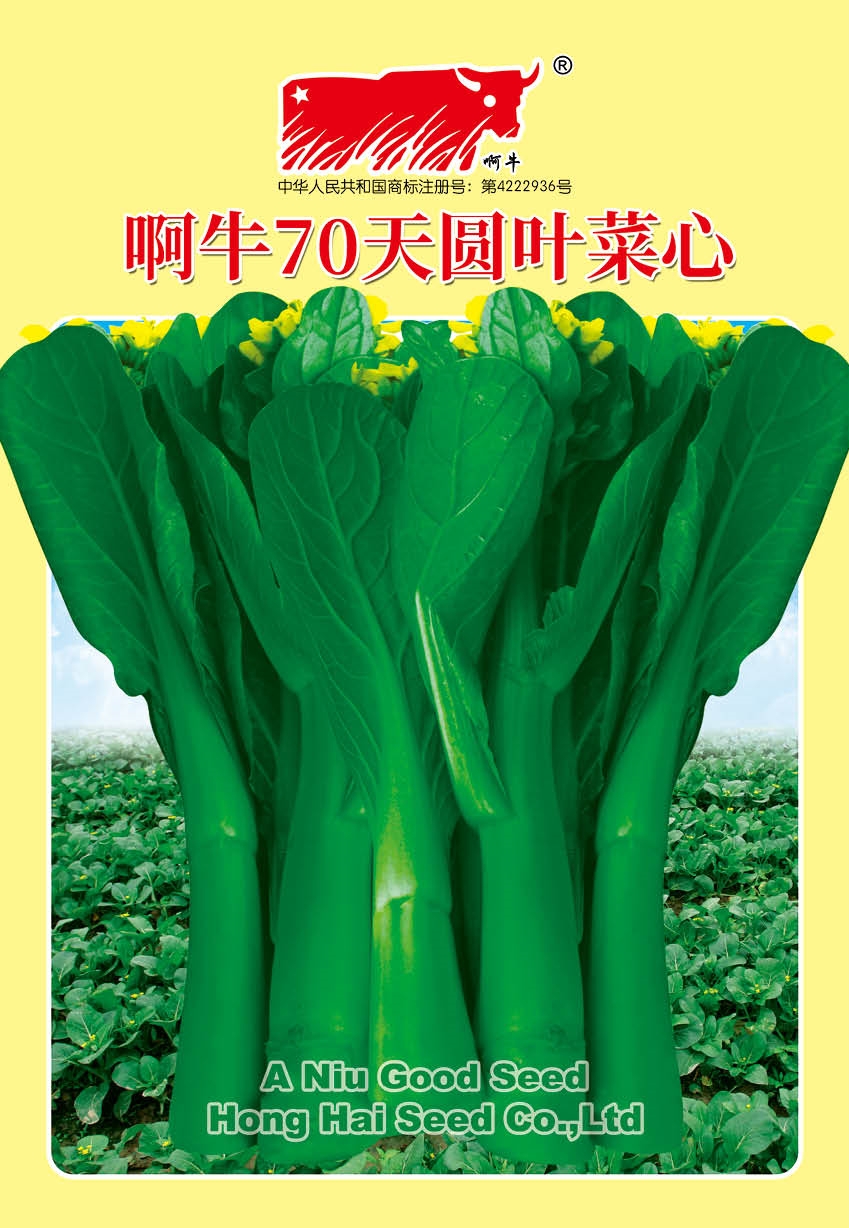 啊牛70天圆叶菜心