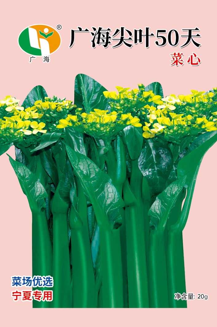 广海尖叶50天