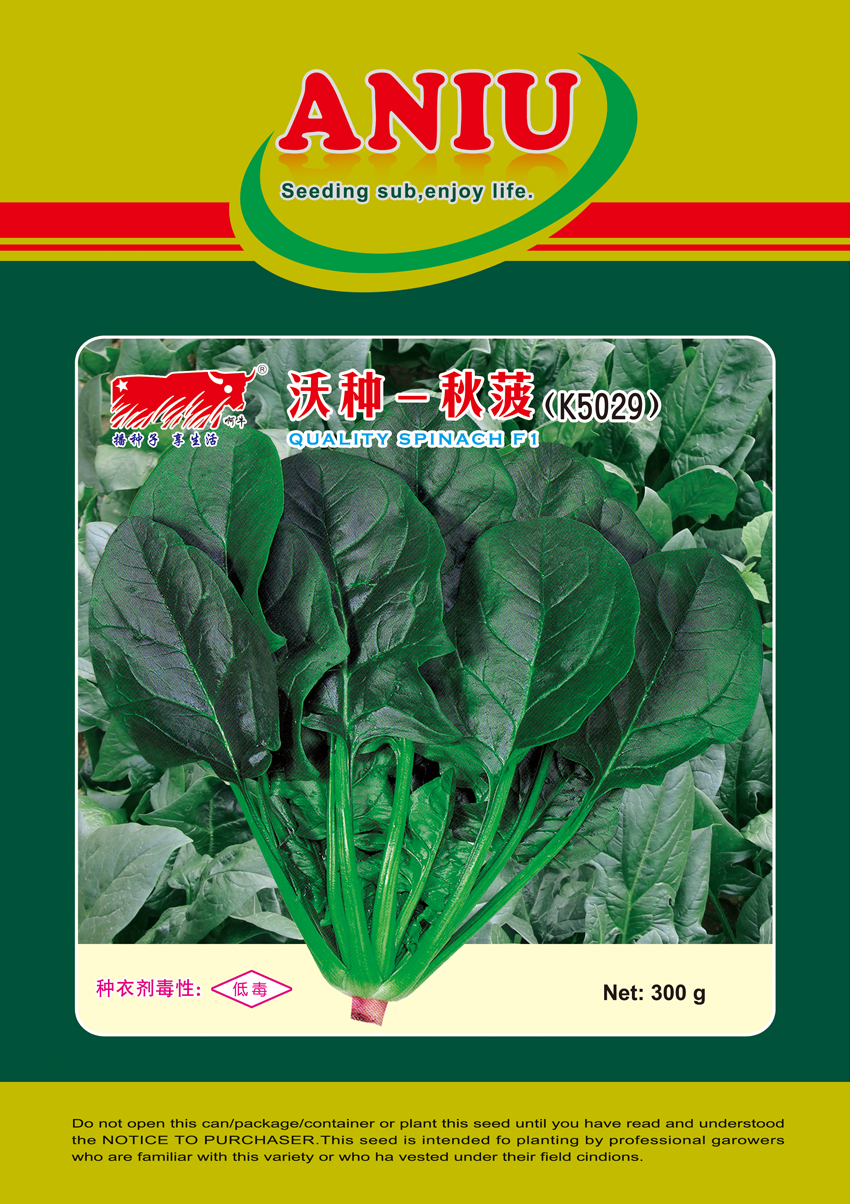 秋菠